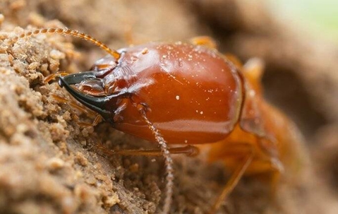 close up of termite in the dirt