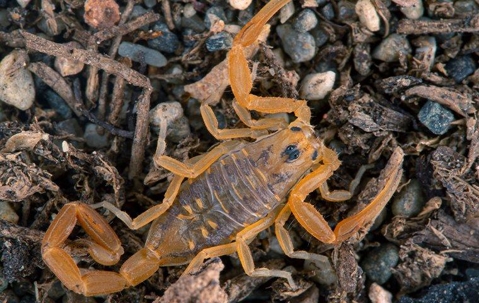 scorpion nesting in gravel and sticks