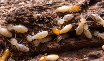 Termites