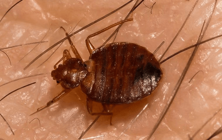 close up of a bed bug on human skin