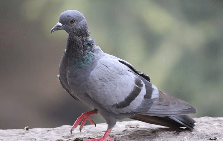pigeon sitting on a concrete ledge