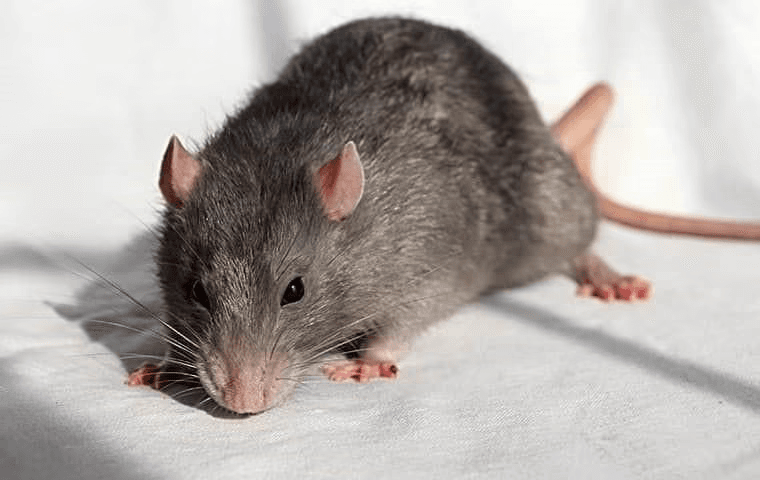 close up photo of a rat