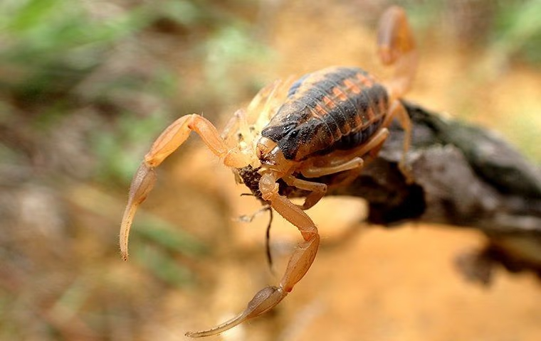 Arizona scorpion sitting on a log