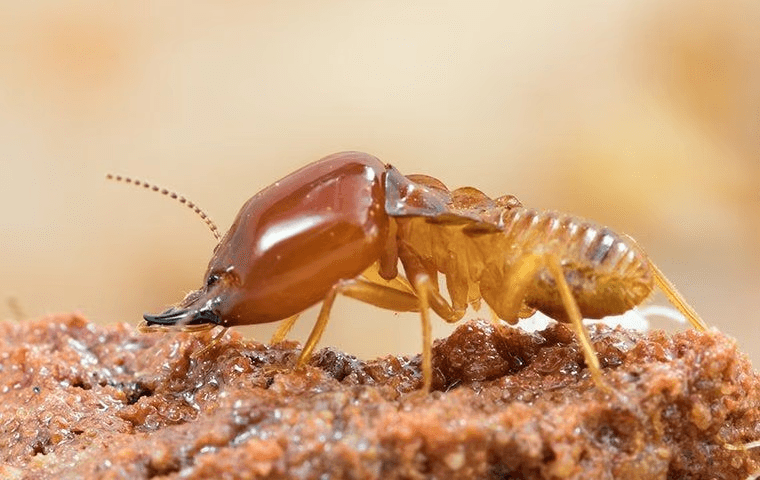 close up of termite in dirt