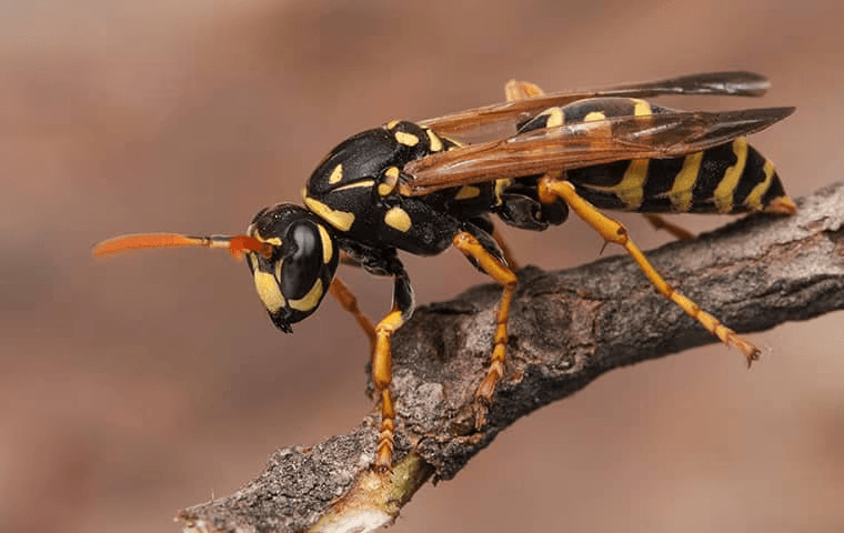 close up photo of a wasp